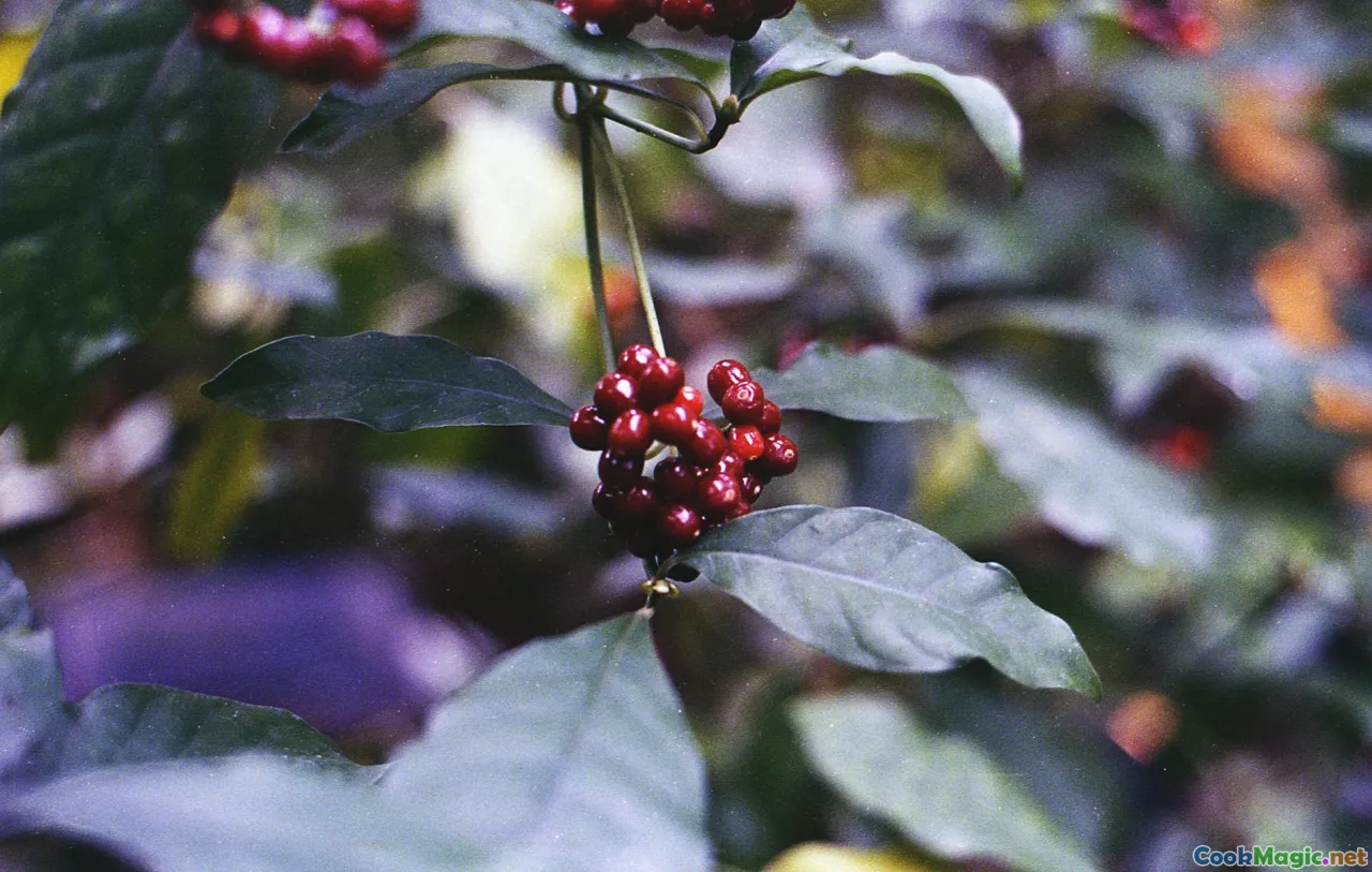 tropical fruits, vibrant berries, indigenous plants