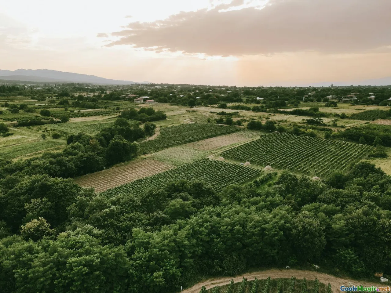 vineyard lunch, Kakheti, mtsvadi, countryside