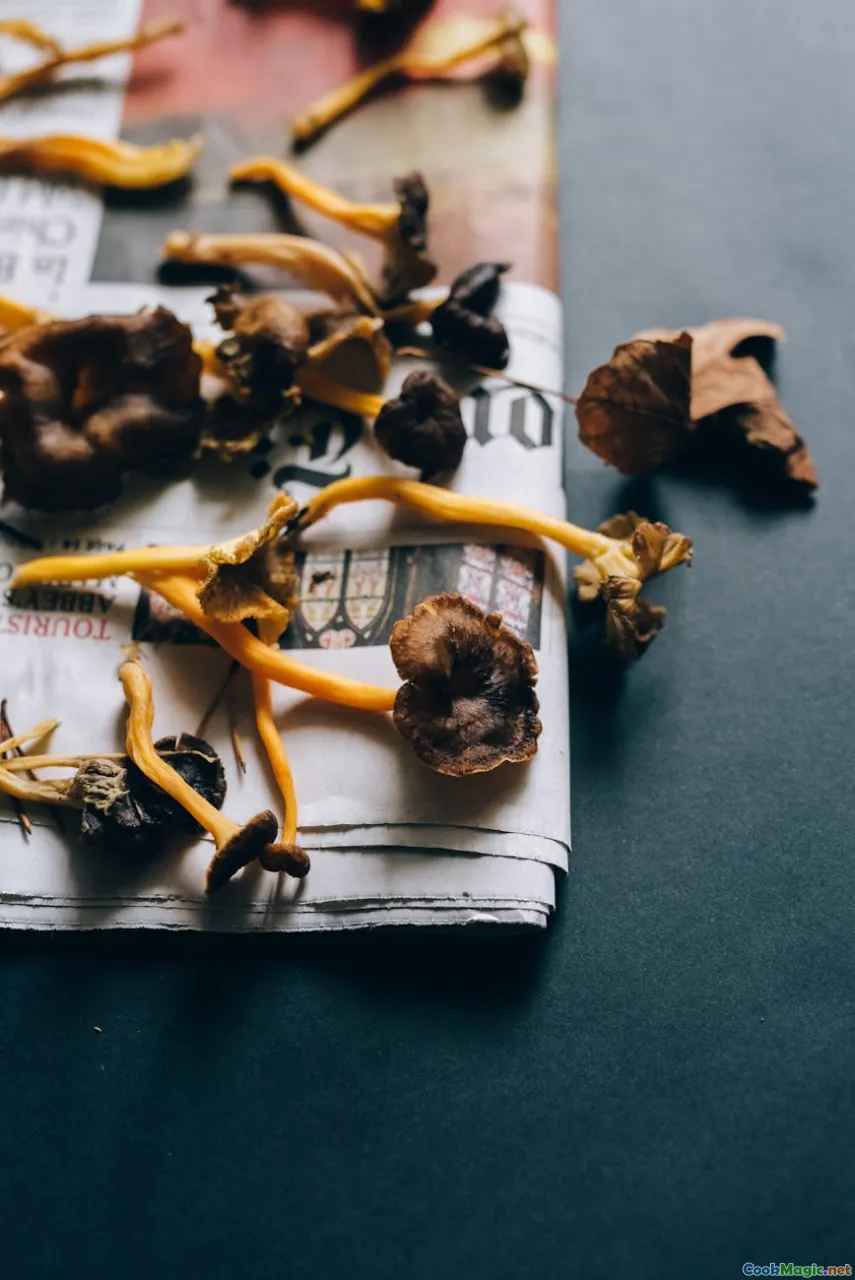 Wild Mushrooms in Traditional Baltic Autumn Recipes