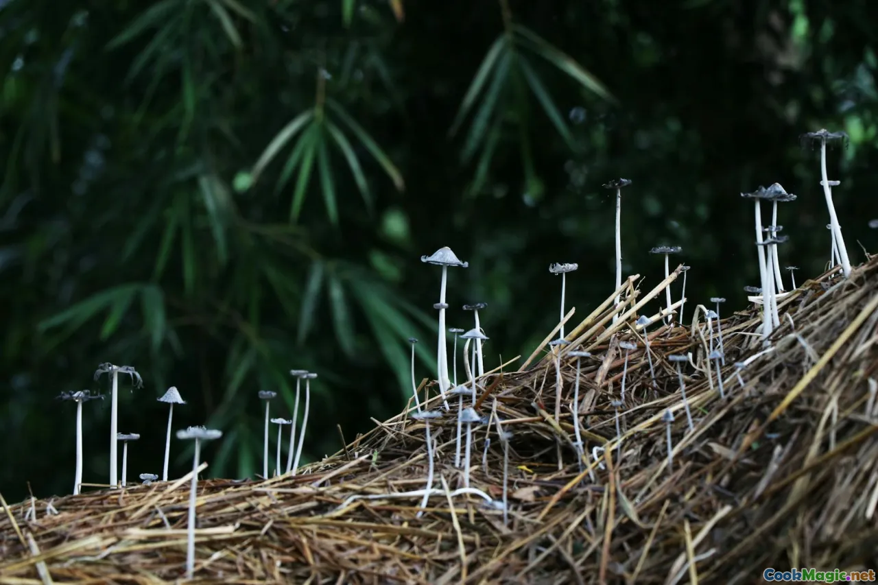 wild mushrooms, mushroom varieties, Belarus mushrooms