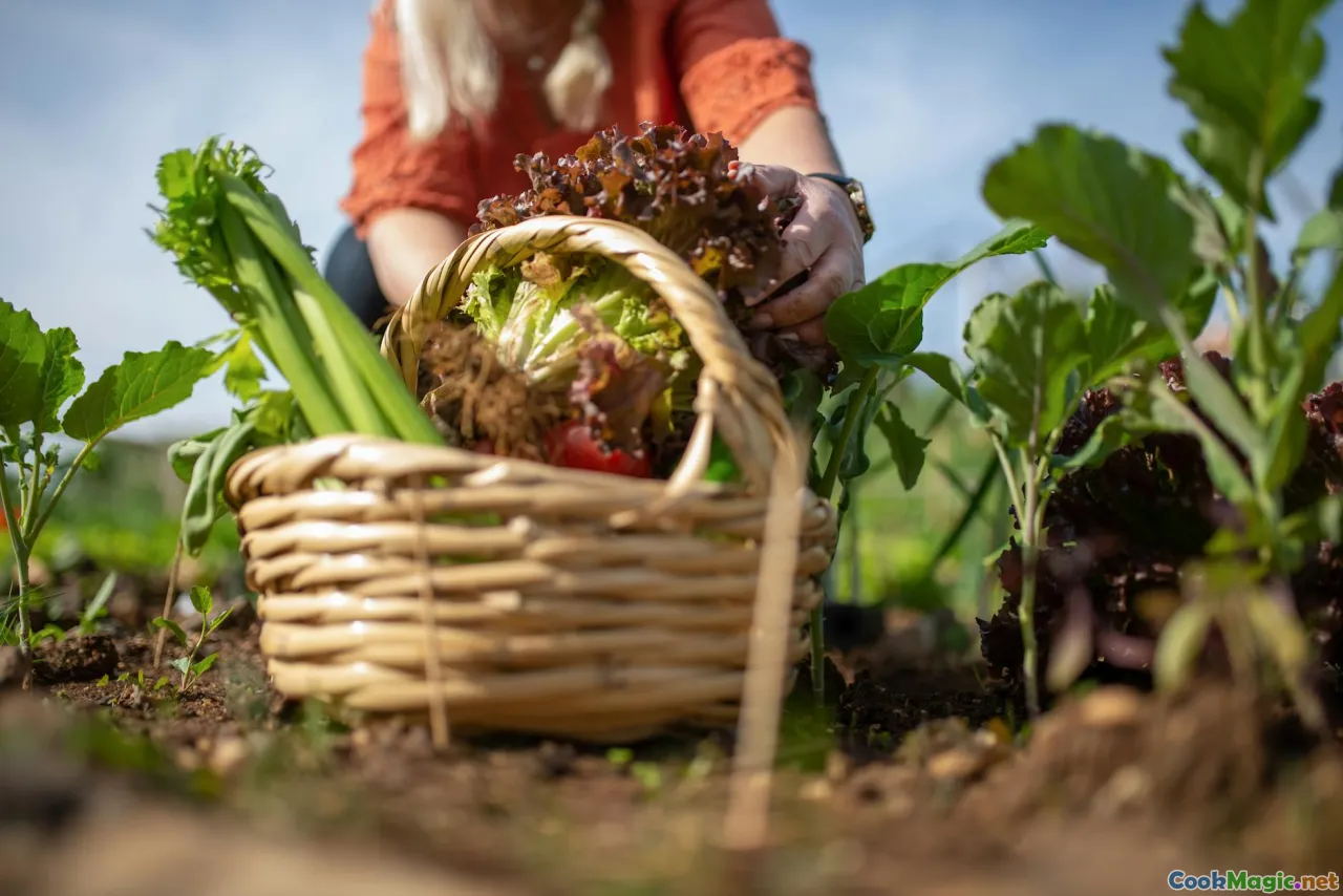 winter harvest, garden basket, frost on leaves, farmers field