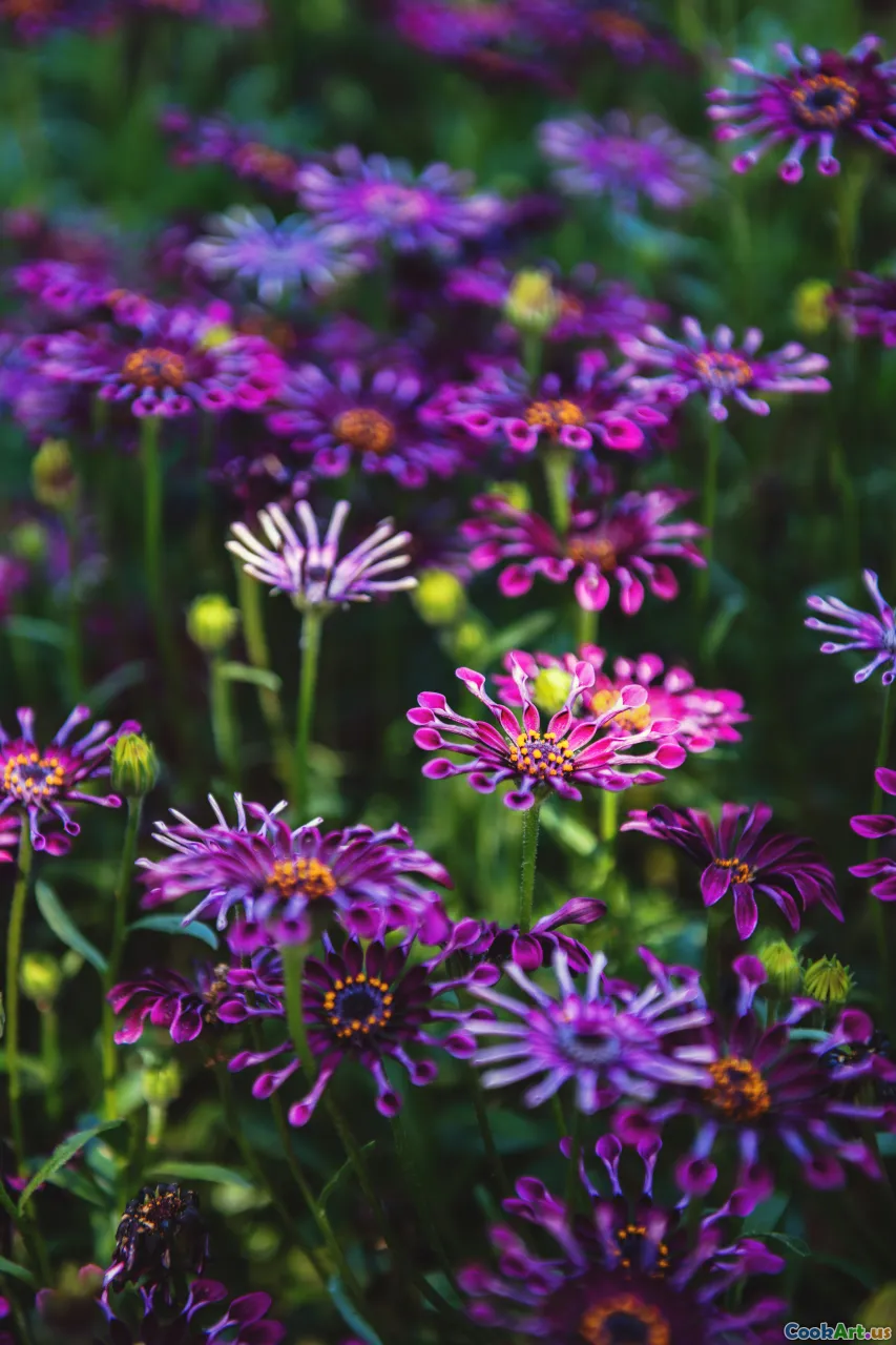 Uyumlu Mutfaklar: Lezzetlerin Senfonisi