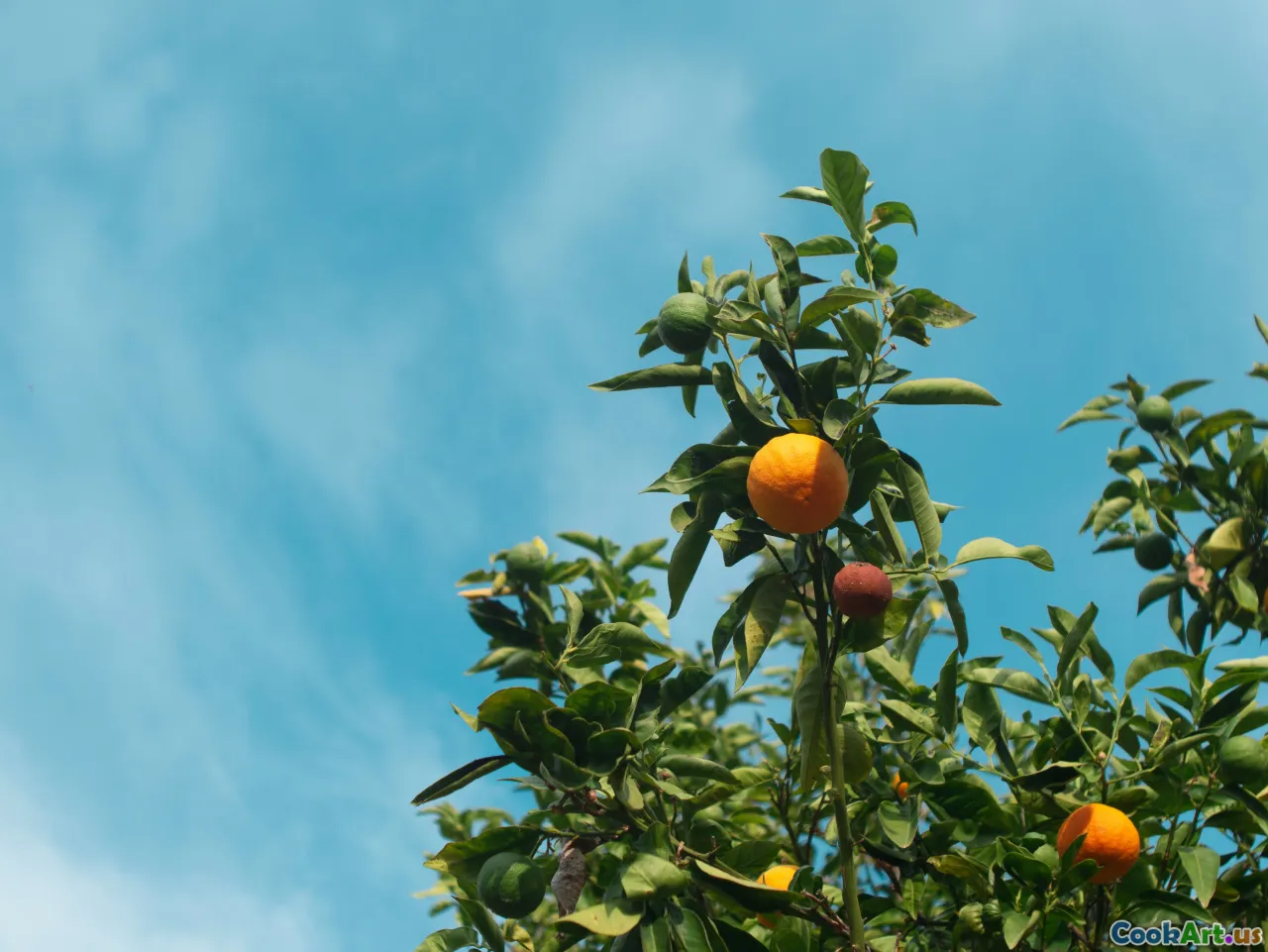 毎日の健康に欠かせない栄養素