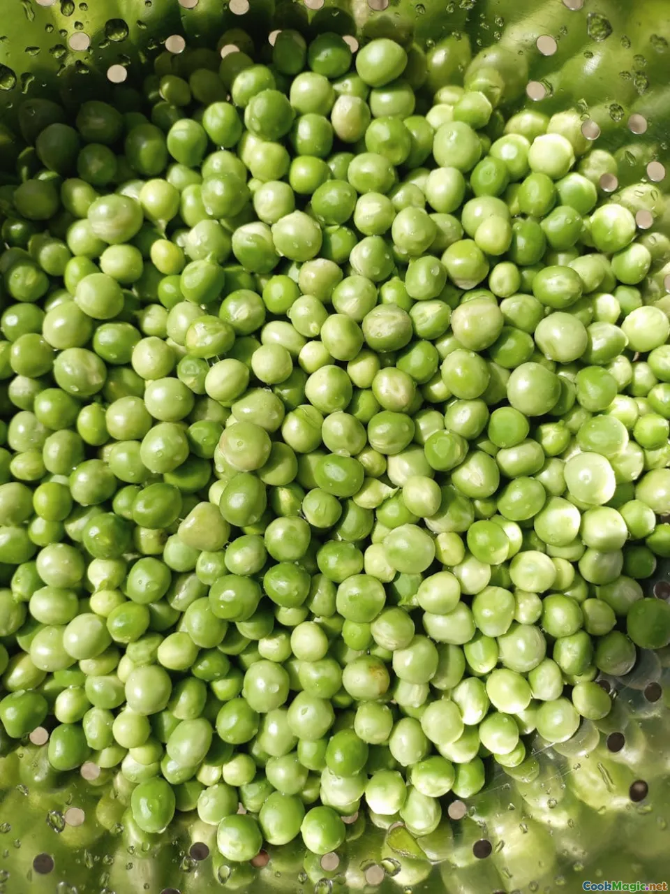 Valutare le Proteine di Origine Vegetale per i Pasti Quotidiani