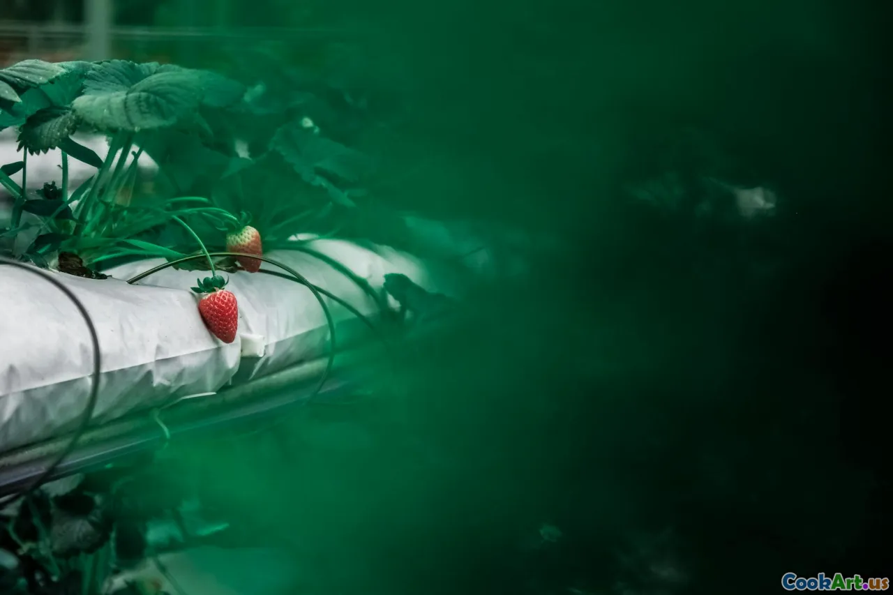 Aquaponia: A Sinergia Máxima na Alimentação