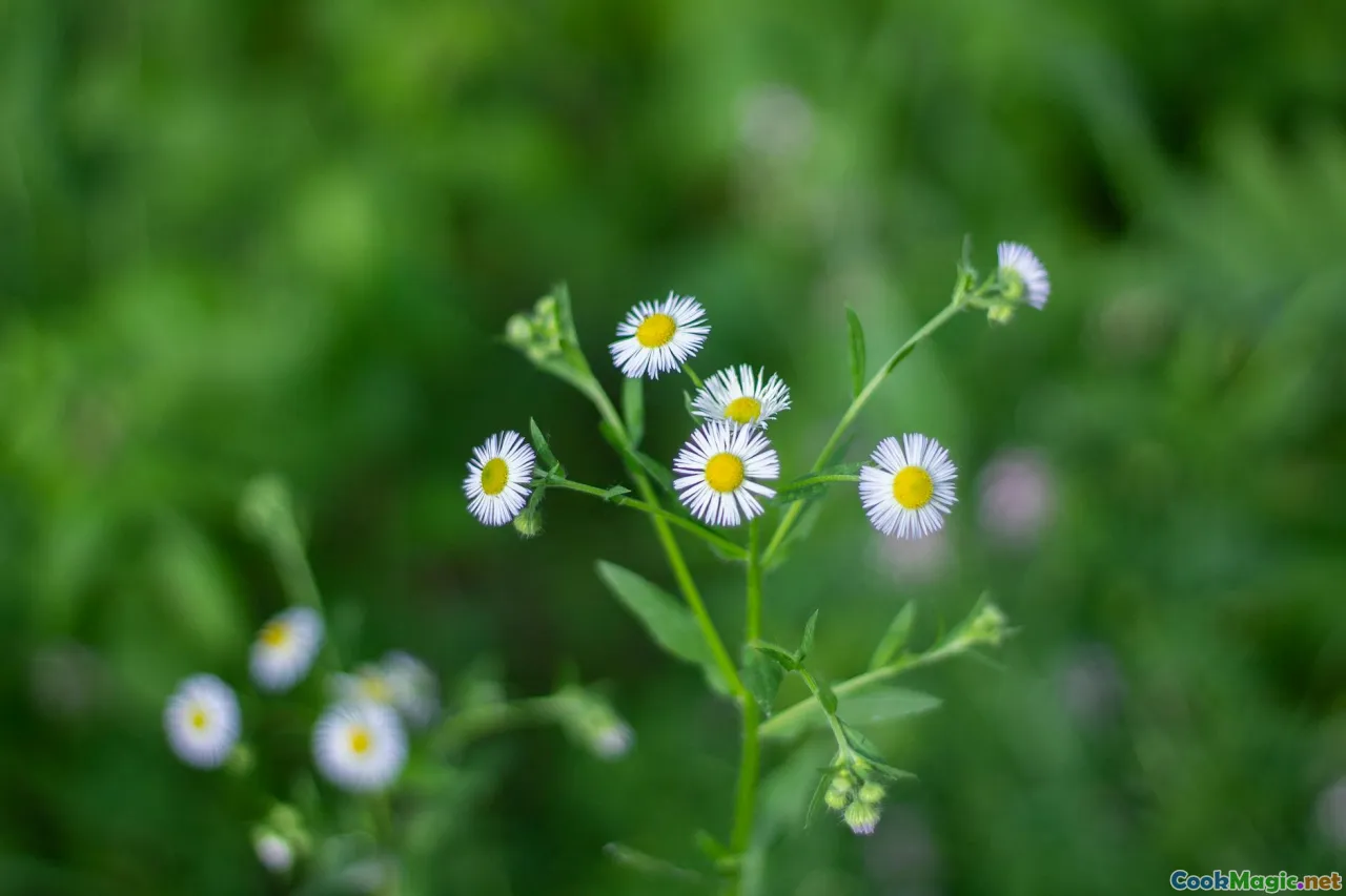 Seasonal Foraging Unique Wild Herbs in Ireland
