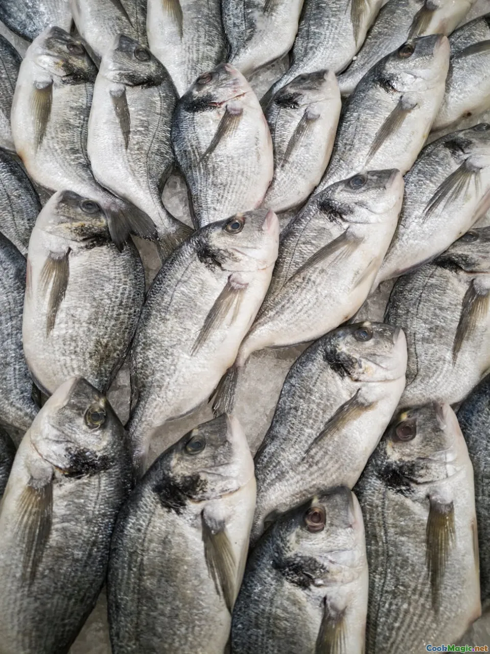 Sustainable Fishing Practices Influencing Maltese Menus