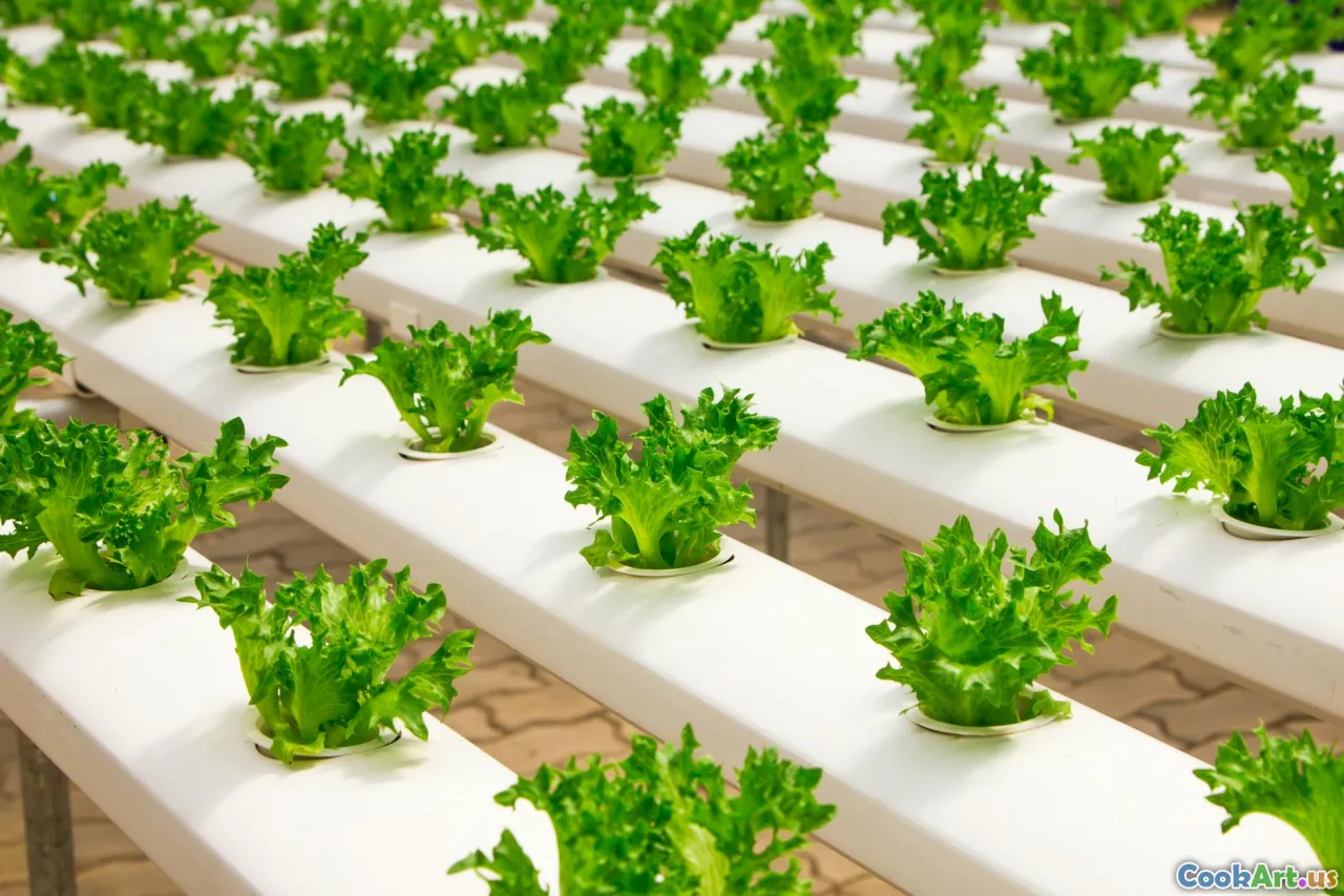 Những Đổi Mới Dựa Trên Công Nghệ Cho Ăn Uống Bền Vững