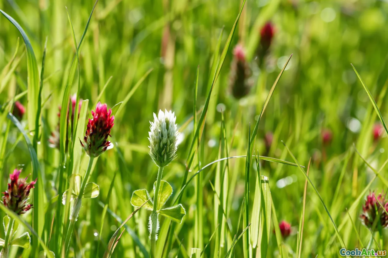 豆类在膳食中的作用