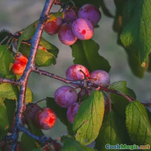 Cranberries and Cloudberries in Baltic Gastronomy