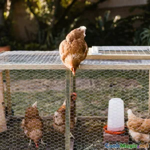 Egg Sourcing and the Cage Free Movement