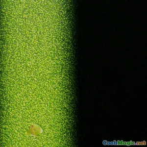 Braising Greens Without Bitterness in Southern Dishes