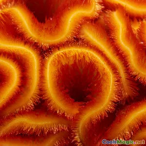 Textures and Tastes of Fusion Cuisine