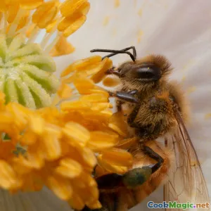 Honey Festivals Celebrate Endangered Pollinators Through Cuisine