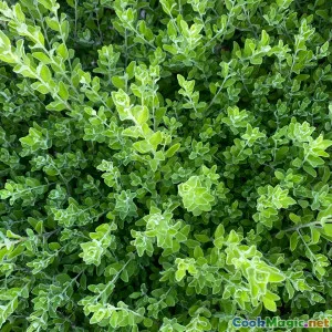 Geheimnisse der Verwendung frischer Kräuter in levantinischen Gerichten