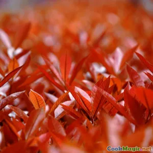 Unique Ingredients in Azerbaijani Dishes