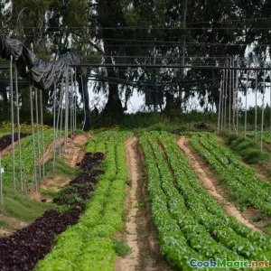 Regenerative Agriculture and the Future of Everyday Meals