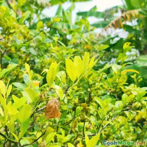 The Essential Herbs and Spices in Vincy Cooking