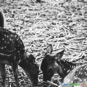 Wild Game in New Caledonia Spotlight on Deer and Pig