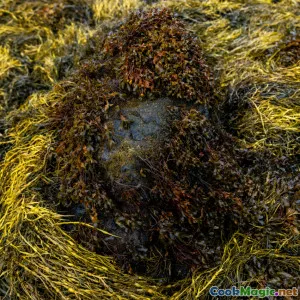 À la découverte des ingrédients autochtones dans la cuisine canadienne moderne