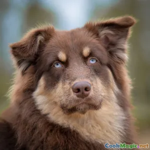 The Unique Appeal of Australian Meat Pies