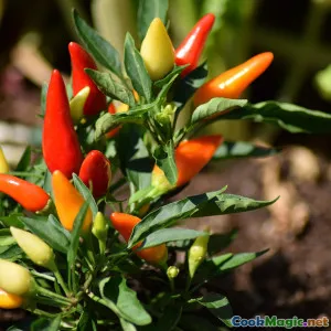 Exploring Traditional Indonesian Spices