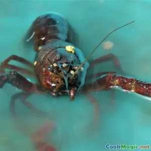 Sourcing Fresh Caribbean Lobster in Saint Kitts