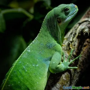 Fijian Curry Blends Spicing Up Island Life