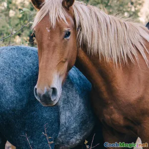 Festival Feasts Kazakh Horsemeat Specialties Unveiled
