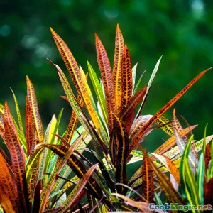 Tropical Fruits Central to Cuban Cooking Traditions