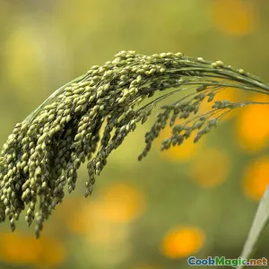 Exploring Senegalese Grains Beyond Rice