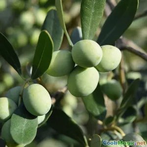 Ancient Olive Oils Heritage Groves of the Maltese Islands