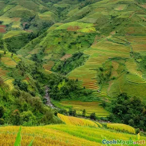 Staple Rice Methods in Persian and Levantine Cuisines