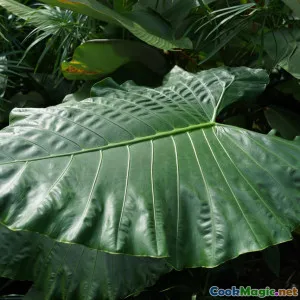 Traditional Ingredients in Modern Cooking