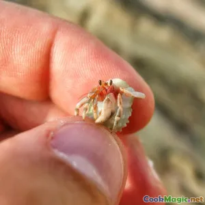 Secret Ingredients in Classic Chilli Crab