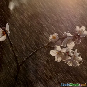 特克马利梅子酱在日常菜肴中的作用