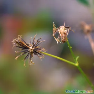 How to Prepare Authentic Vincentian Blackfish Dishes