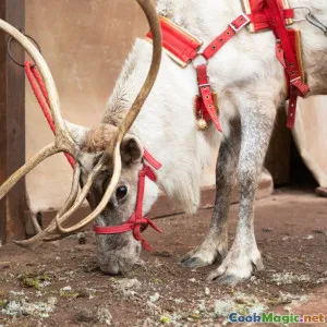 Patagonian Flavors Wild Game in Argentine Cuisine