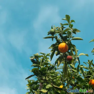 Niezbędne składniki odżywcze dla codziennego dobrego samopoczucia