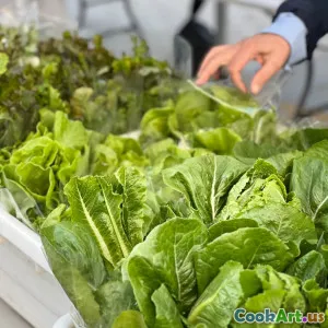 Da Fazenda ao Prato: O Crescimento dos Ingredientes Locais