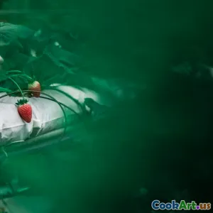 Thủy Canh Cá - Thực Phẩm Tối Ưu Tương Hỗ