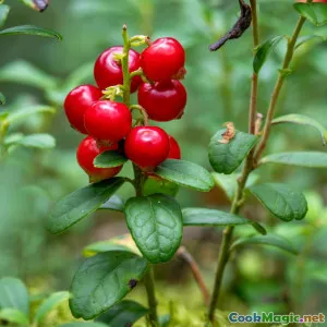 Harnessing Island Wild Greens in Vanuatu Recipes