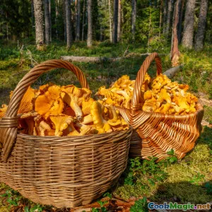 Maori Cuisine and Sustainable Foraging Practices