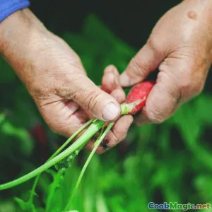 Regenerative Agriculture Practices for Chefs