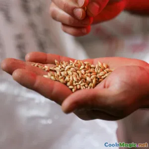 Reviving Heritage Grains in Modern American Baking