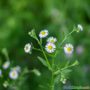 Seasonal Foraging Unique Wild Herbs in Ireland
