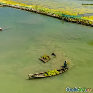 Soluções Sustentáveis para Frutos do Mar