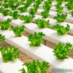 Những Đổi Mới Dựa Trên Công Nghệ Cho Ăn Uống Bền Vững