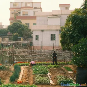 Urban Farming Solutions for Fresh Restaurant Produce
