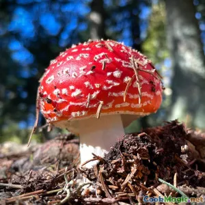 Waldpilz-Pacha mit Gartenkräutern